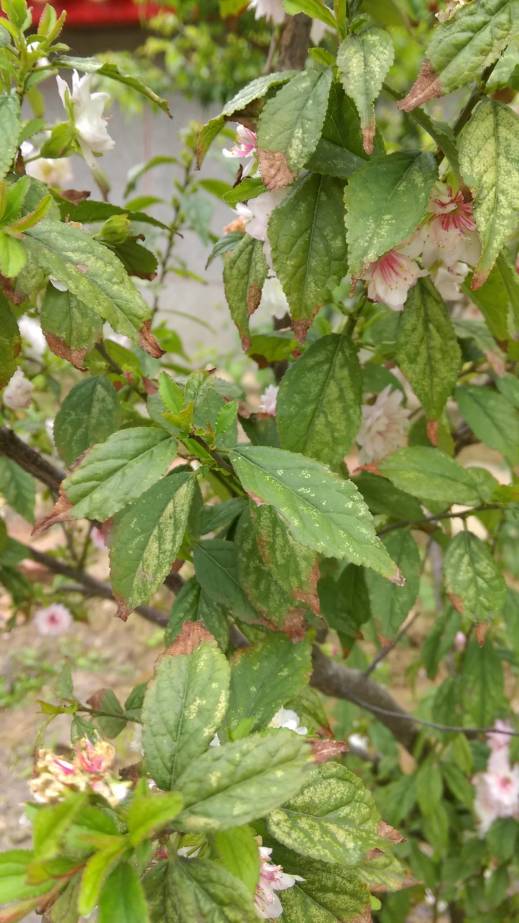 複瓣粉紅色 郁李葉子、leaves of Japanese bush cherry, or Oriental bush cherry、Prunus japonica, Cerasus japonica
